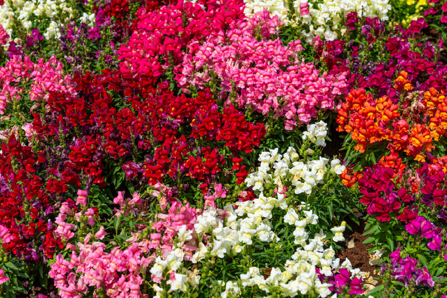 White Pink & Red Alyssum Flowers Photograph Print 100% Australian Made