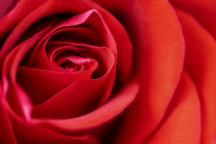 Red Rose Flower Petals Photograph Print 100% Australian Made