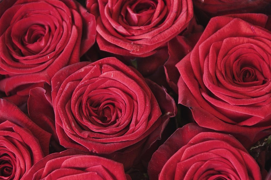 Red Roses Flower Closeup Photograph Print 100% Australian Made