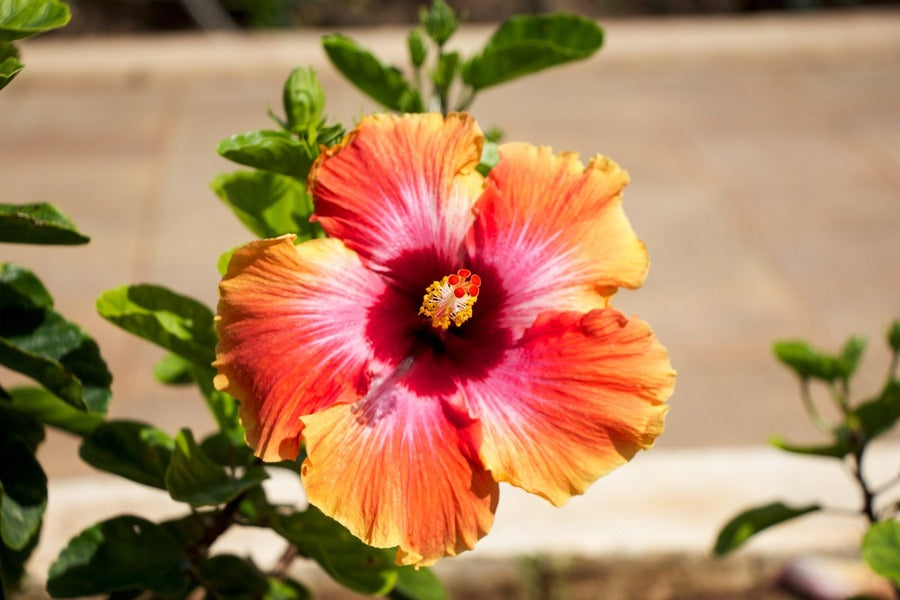 Pink and Orange Hawaiian Flower Closeup Photograph Print 100% Australian Made