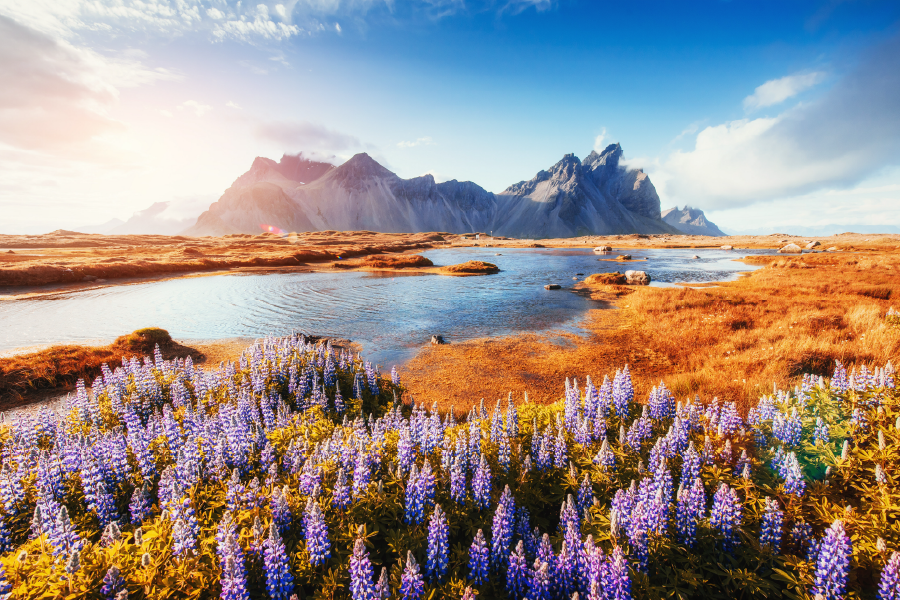 Flower Plant & River Sky View Print 100% Australian Made