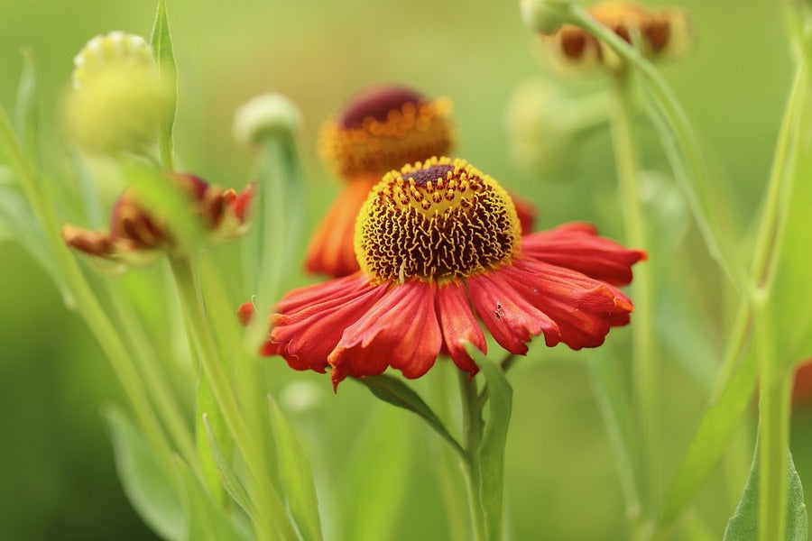 Red Sun Bride Flower Closeup Photograph Print 100% Australian Made
