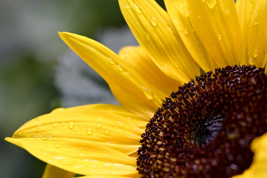 Sunflower Closeup Photograph Print 100% Australian Made