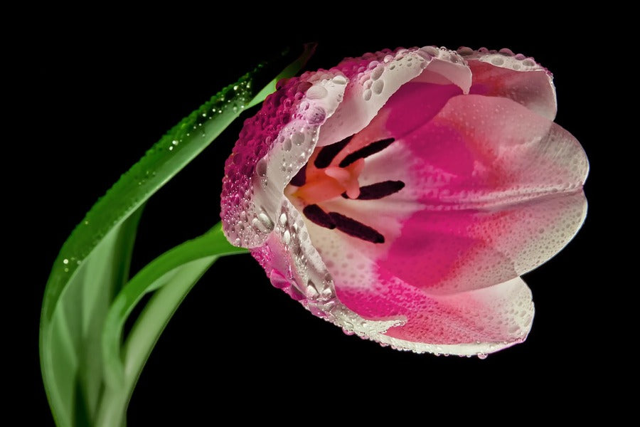 Pink Tulip Flower Plant Closeup Photograph Print 100% Australian Made