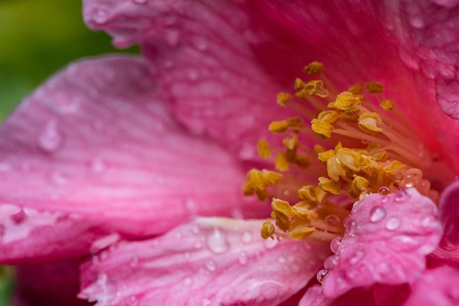 Pink Flower MAcro Closeup Photograph Print 100% Australian Made