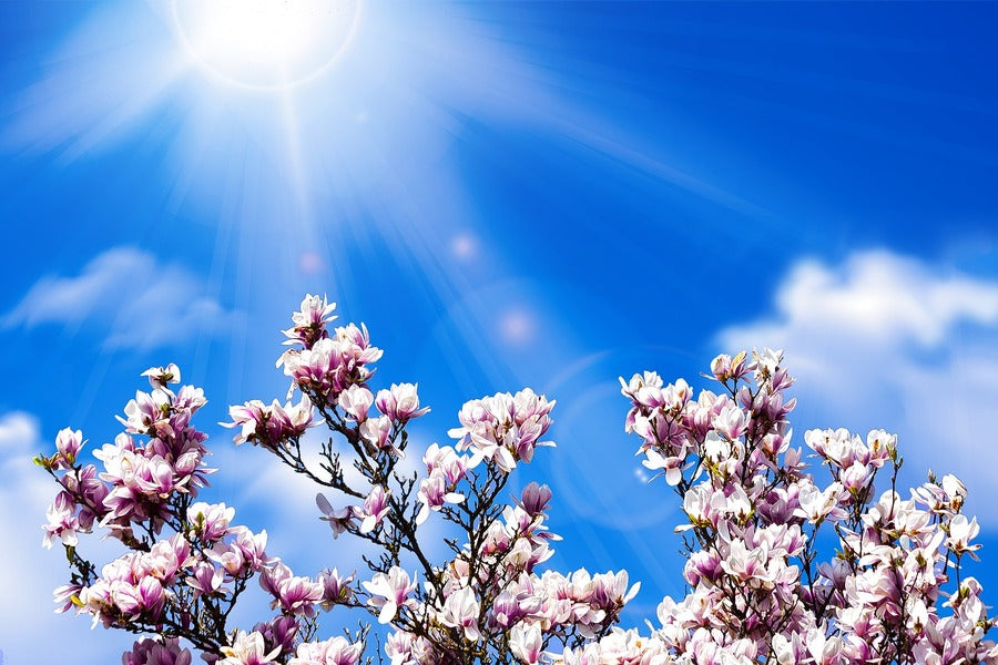 Magnolia Flowers & Blue Sky Digital Art Print 100% Australian Made