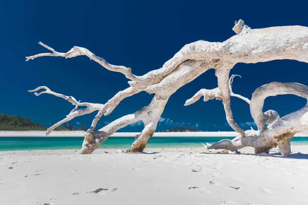 Dead Tree on White Sand Beach Photograph Print 100% Australian Made
