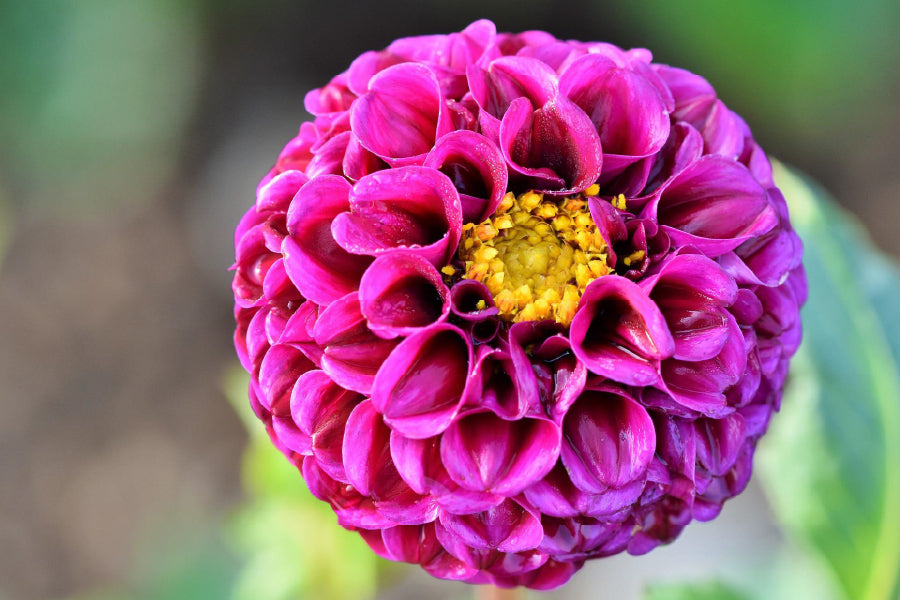 Purple Dahlia Flower Closeup View Photograph Print 100% Australian Made