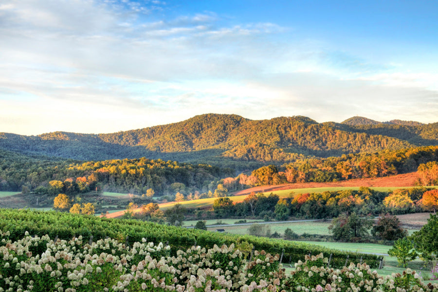 Bella Home Autumn Vineyard Hills & Flowers Print Canvas Ready to hang