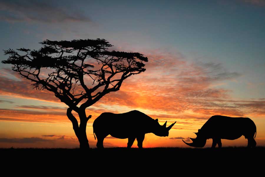Bella Home Two Rhinoceros Over Orange Sky Print Canvas Ready to hang