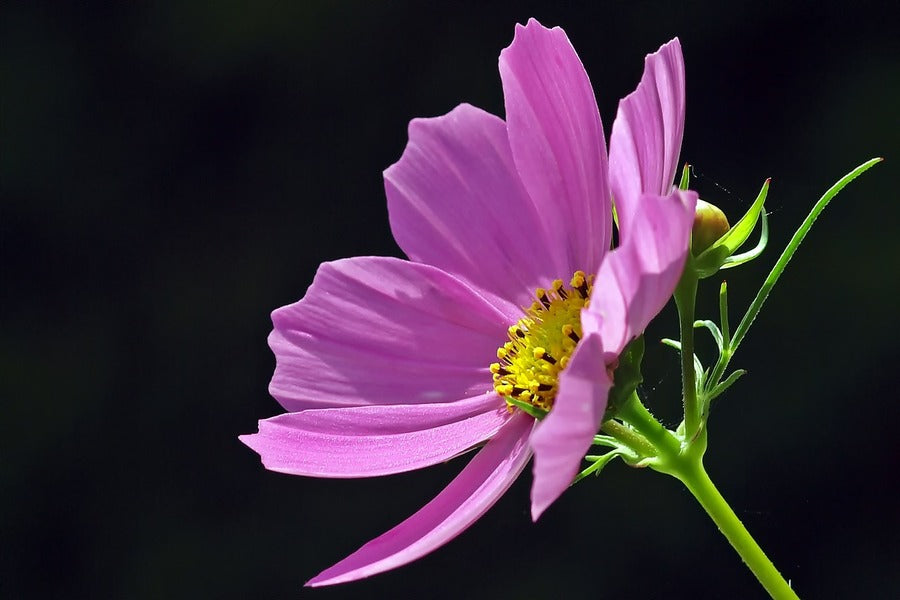 Pink Cosmos Flower Closeup Photograph Print 100% Australian Made