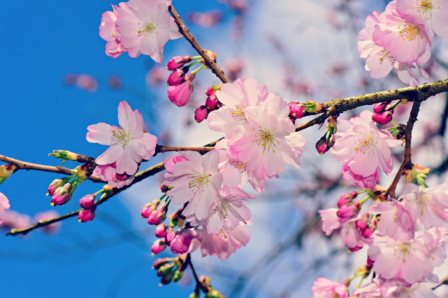 Pink Blossom Flower Branch Closeup Photograph Print 100% Australian Made