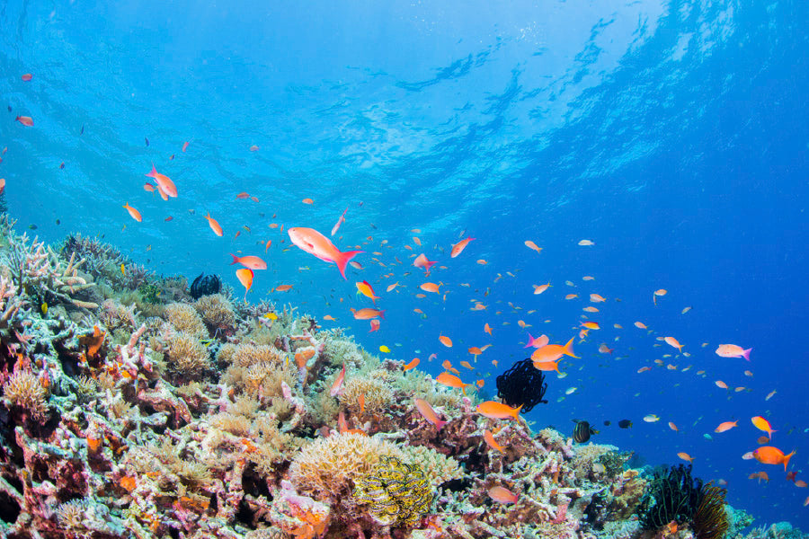 Coral Garden & Fish Scenery View Photograph Print 100% Australian Made