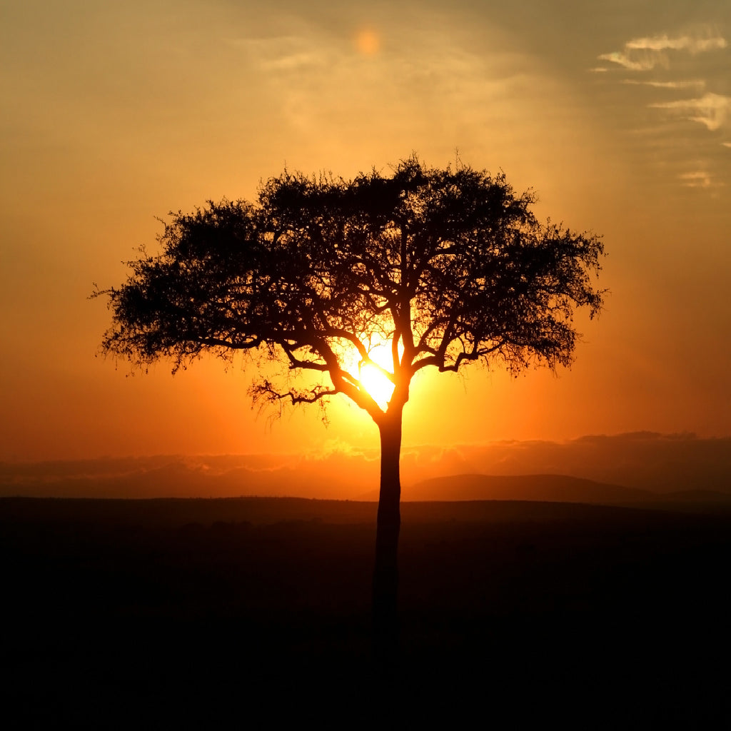 Square Canvas Alone Tree on Sunset View Photograph High Quality Print 100% Australian Made