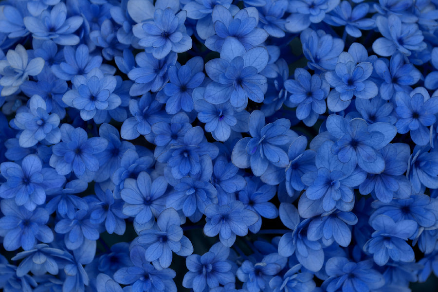 Blue Flowers Aerial Photograph Print 100% Australian Made