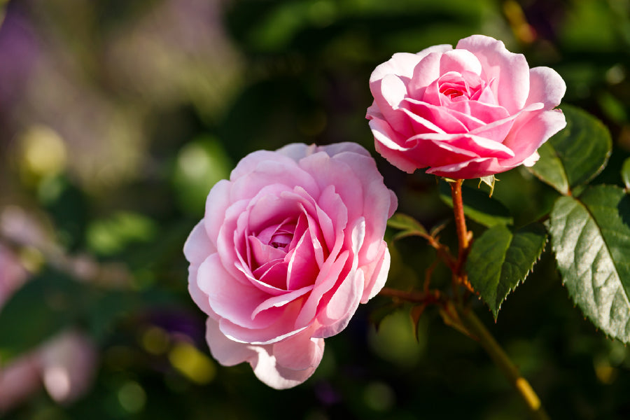 Rose Flowers Plant Closeup View Photograph Print 100% Australian Made