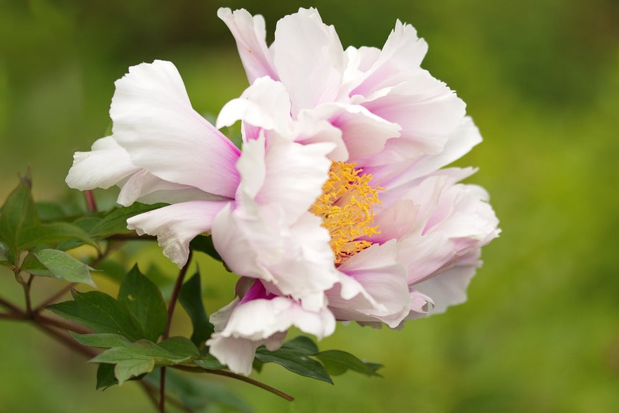 White Pink Peony Flower With Leaves Photograph Print 100% Australian Made