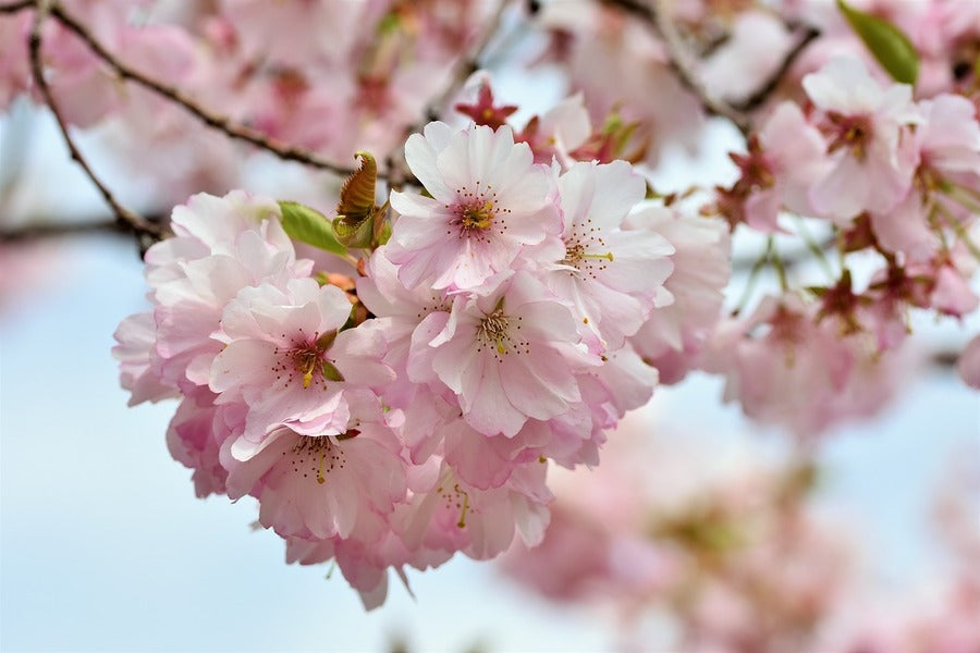 Ornamental Cherry Blossom Flowers & Branches Photograph Print 100% Australian Made