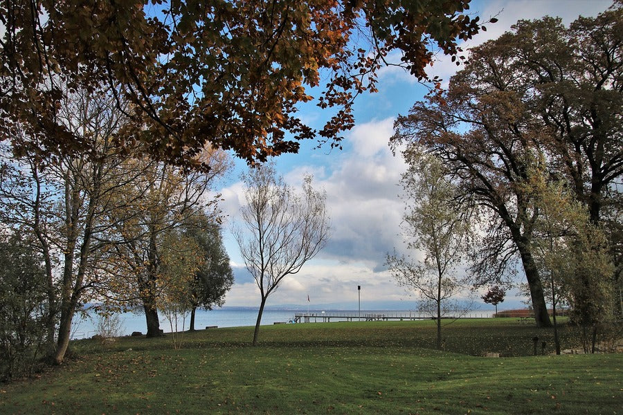 Autumn Trees Garden Near Sea Photograph Print 100% Australian Made