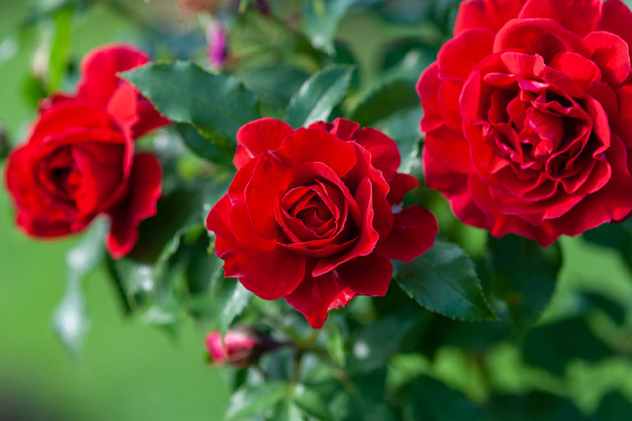 Red Roses in Garden Photograph Print 100% Australian Made
