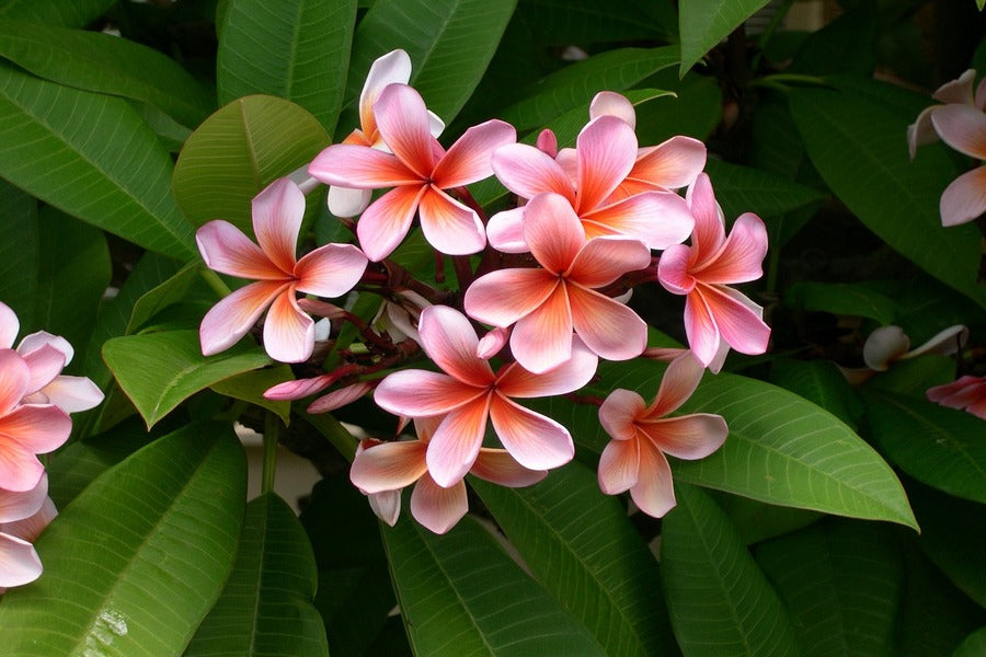 Pink Plumeria Flowers Photograph Print 100% Australian Made