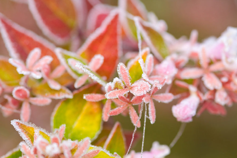 Photinia Plant Flower Photograph Print 100% Australian Made