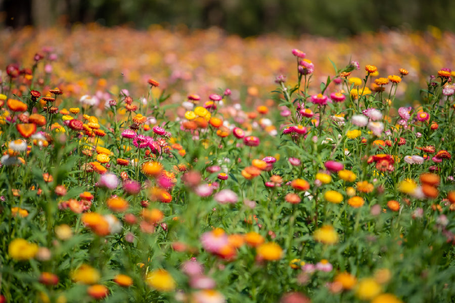 Golden Yellow Strawflower Field View Photograph Print 100% Australian Made