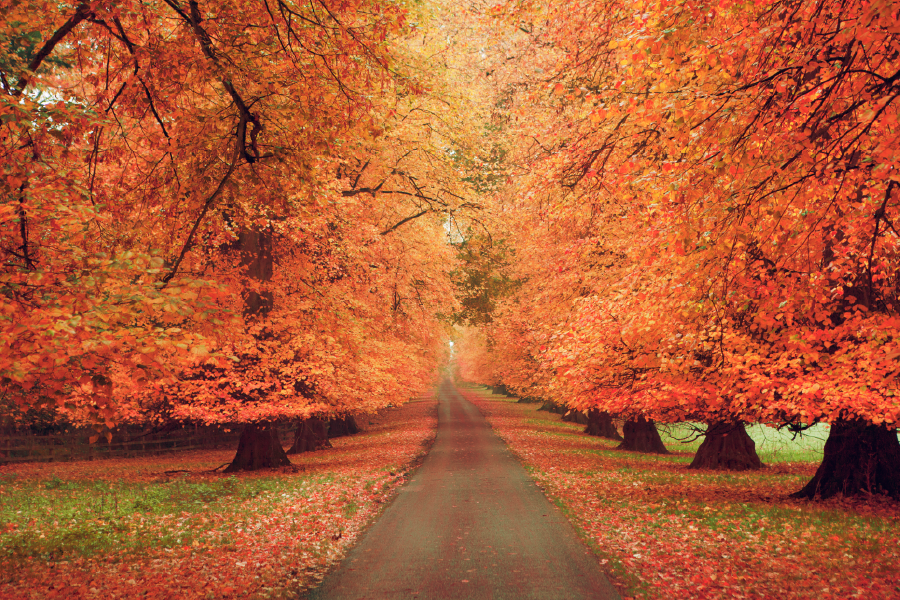 Autumn Trees & Walking Park Photograph Home Decor Premium Quality Poster Print Choose Your Sizes