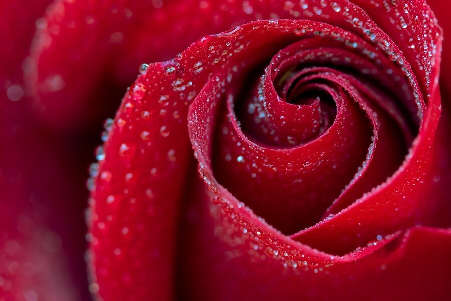 Red Rose Petals Closeup Photograph Print 100% Australian Made
