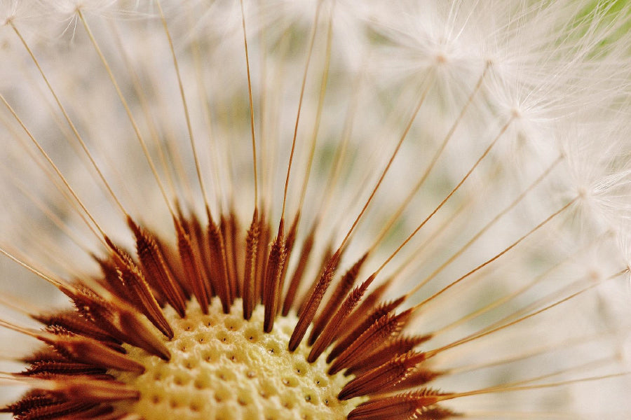 Purple Aster Flower Closeup View Home Decor Premium Quality Poster Print Choose Your Sizes