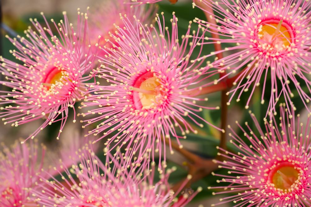 Pink Flowers Macro Photograph Print 100% Australian Made
