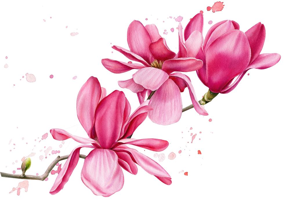 Pink Flowers Watercolor Painting Print 100% Australian Made
