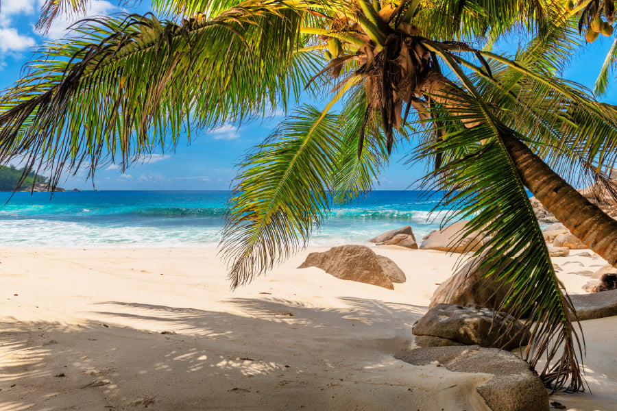 Palms & Tropical Beach with White Sand Photograph Print 100% Australian Made