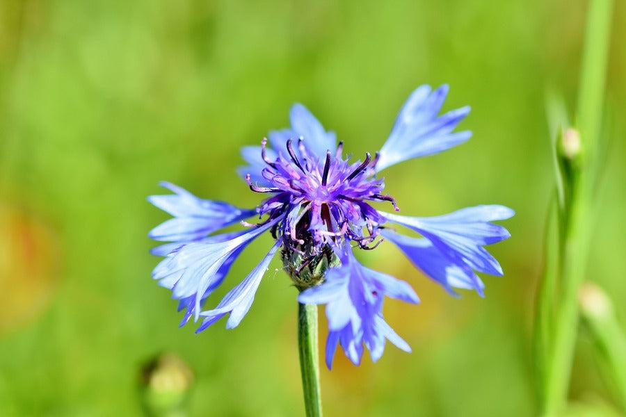 Blue Cornflower Closeup Photograph Print 100% Australian Made
