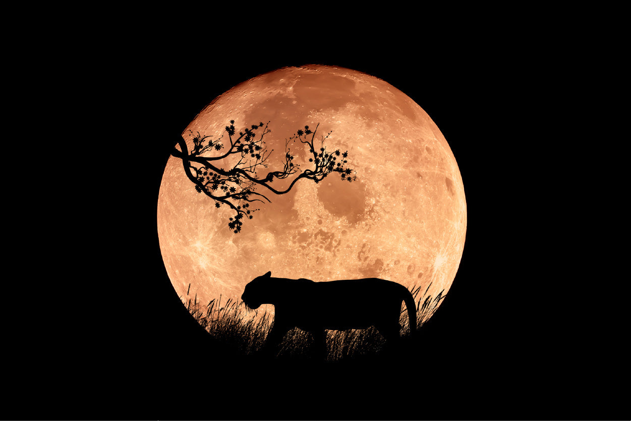 Bella Home Illustration of a Tiger in The Night Print Canvas Ready to hang