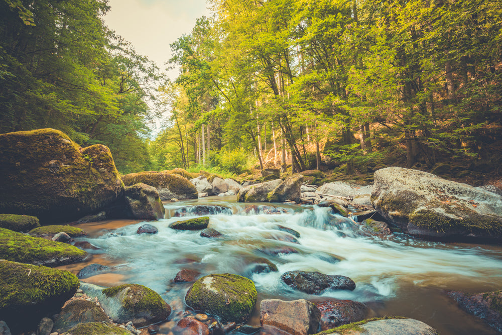 Stunning Water Stream with Rocks in Forest Photograph Print 100% Australian Made
