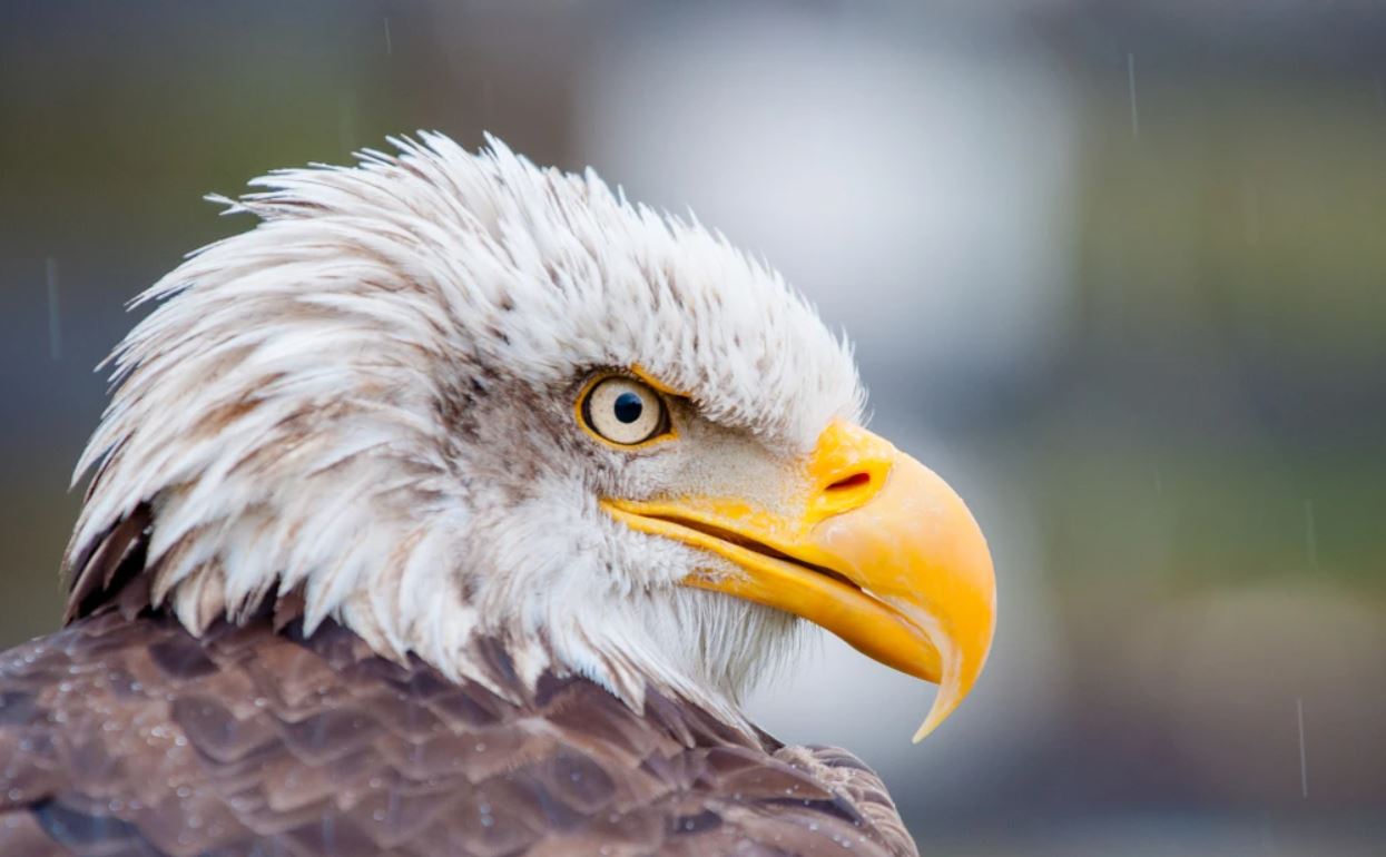 Hawk Face Portrait Photograph Home Decor Premium Quality Poster Print Choose Your Sizes