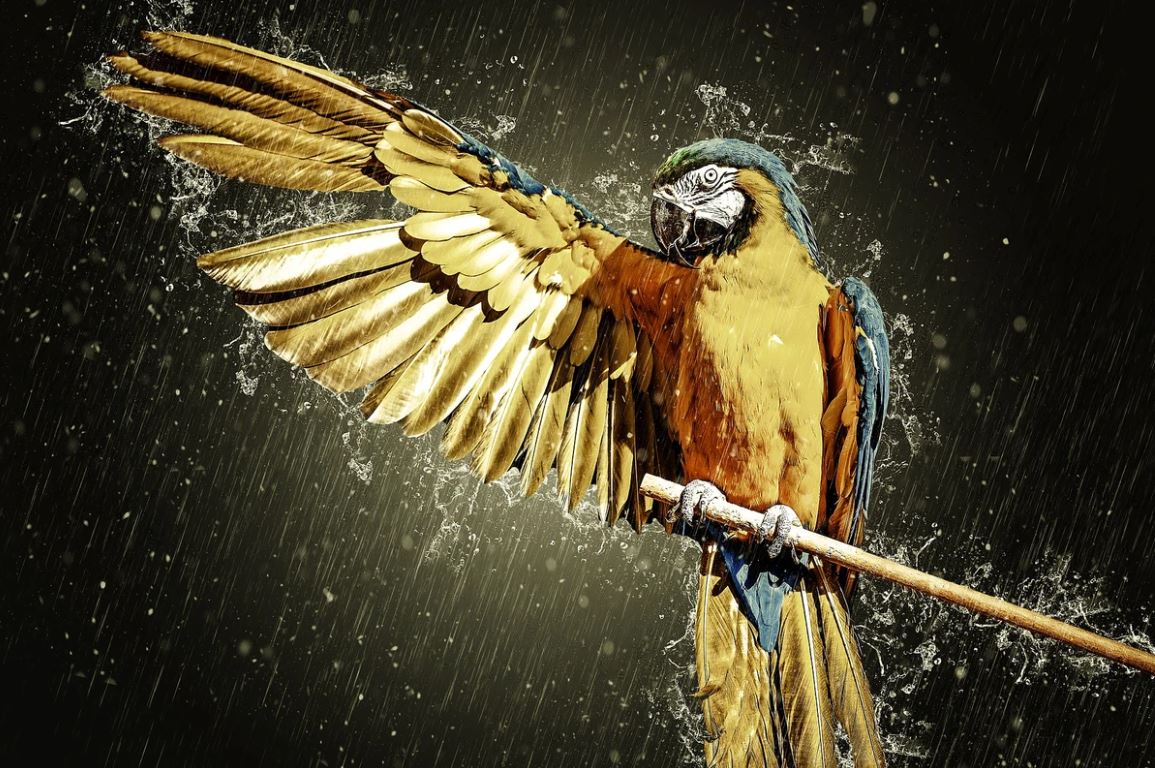 Macaw Bird in Rain Digital Art Home Decor Premium Quality Poster Print Choose Your Sizes