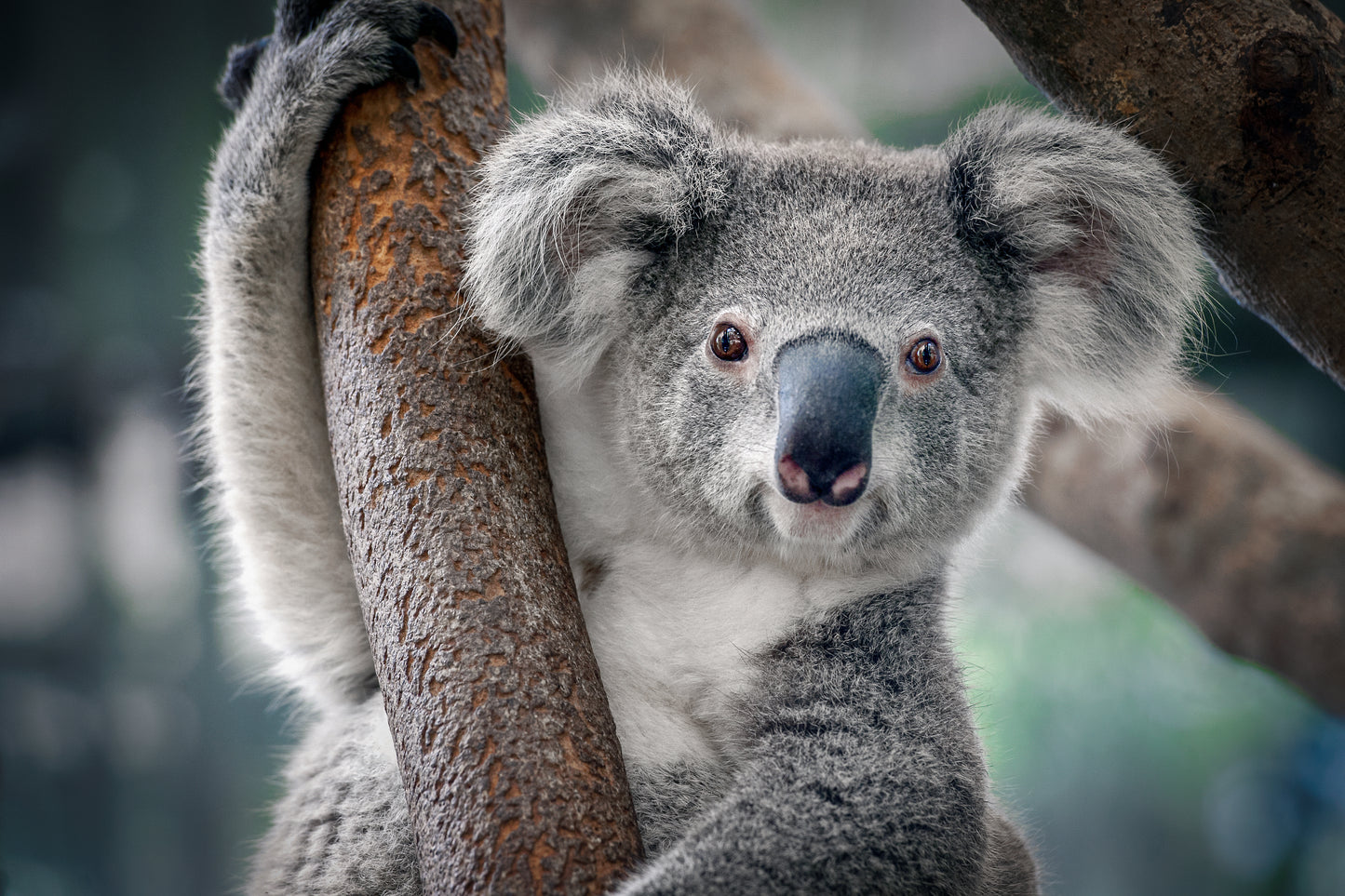 Home Decor Premium Quality Poster Print Choose Your SizesKoala Bear on a Tree Photograph