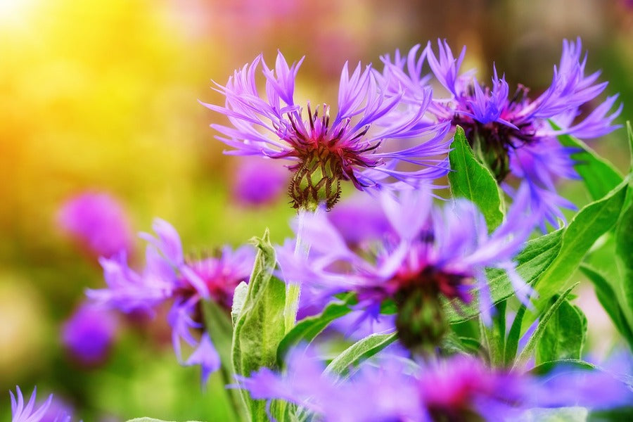 Purple Cornflowers Closeup Photograph Print 100% Australian Made