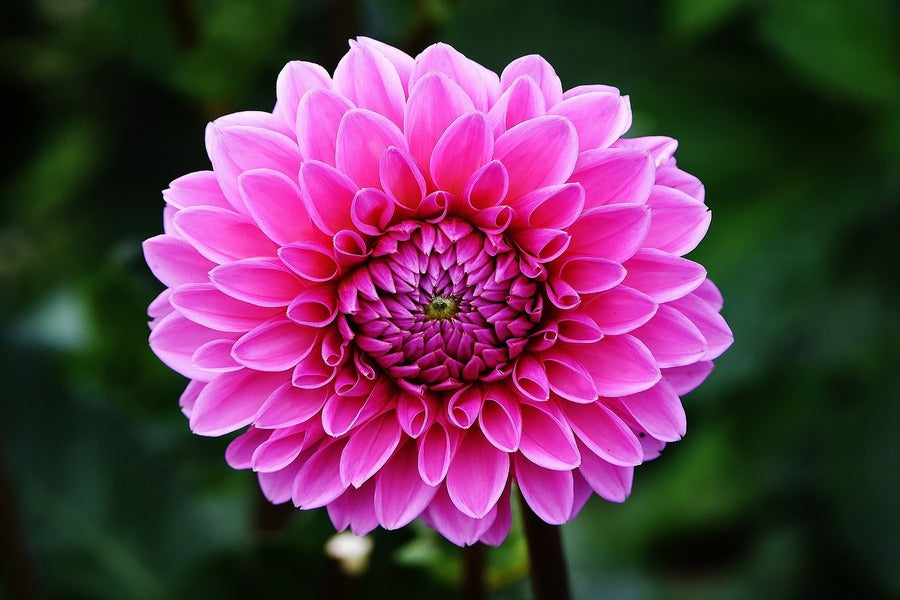 Pink Dahlia Flower Closeup Photograph Print 100% Australian Made