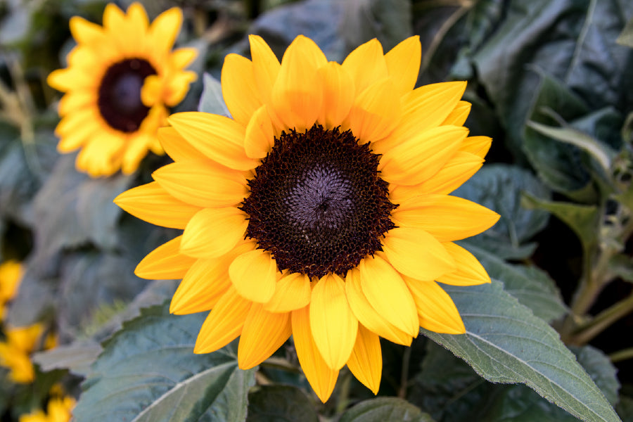 Sunflowers with Leaves Photograph Home Decor Premium Quality Poster Print Choose Your Sizes