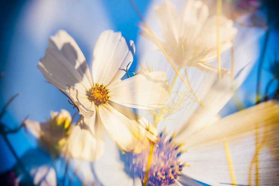 White Cosmea Flower Closeup Photograph Print 100% Australian Made