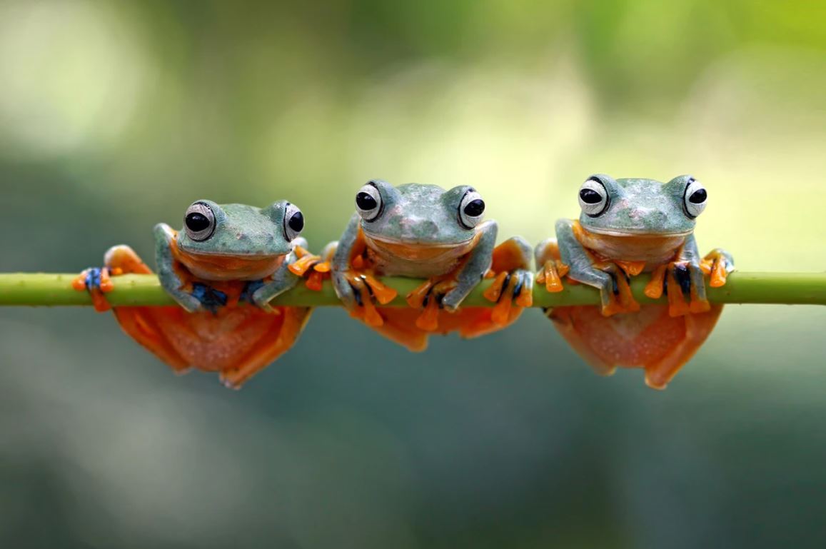 Frogs on Branch Photograph Home Decor Premium Quality Poster Print Choose Your Sizes