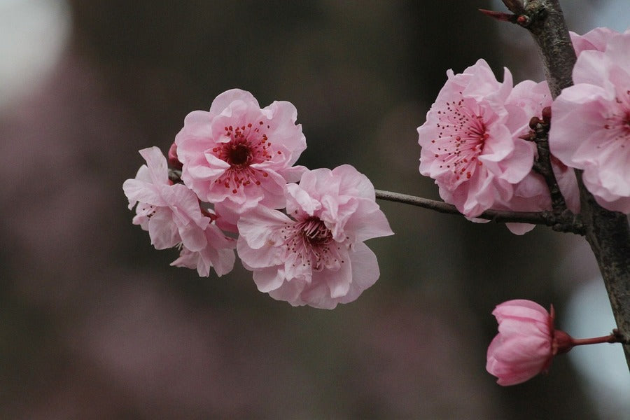 Pink Sakura Flowers View Photograph Print 100% Australian Made