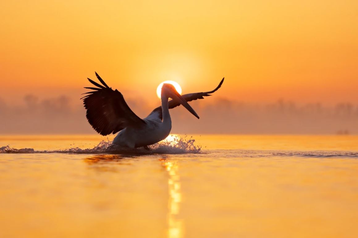 Pelican on Lake Sunset Photograph Home Decor Premium Quality Poster Print Choose Your Sizes