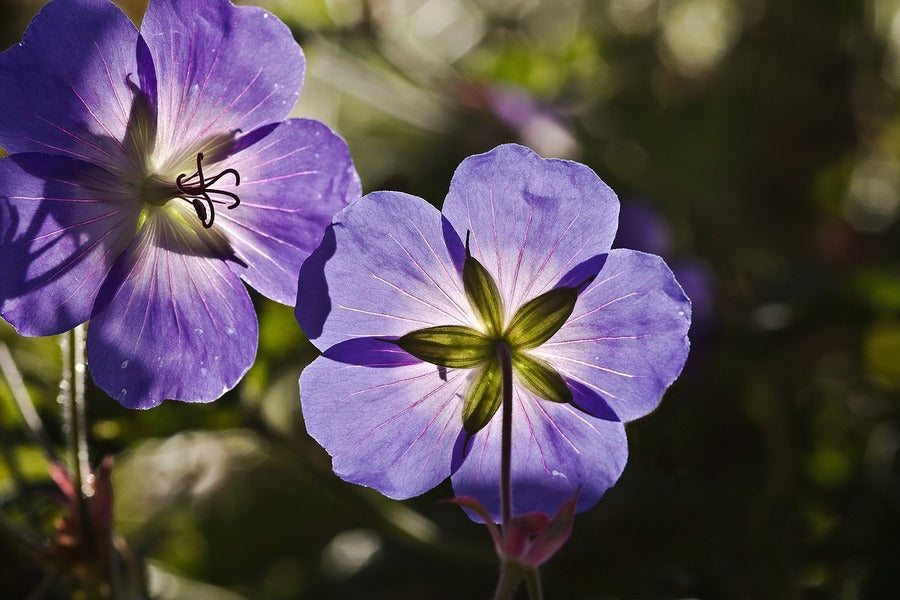 Purple Cranesbill Flowers Photograph Print 100% Australian Made