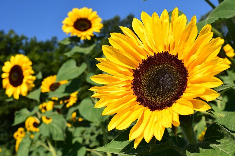 Sunflower with Leaves Closeup Photograph Print 100% Australian Made
