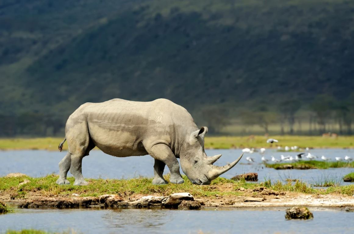 Rhino Near River Closeup Photograph Home Decor Premium Quality Poster Print Choose Your Sizes