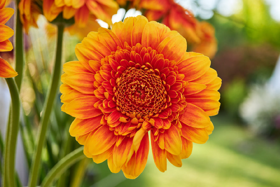 Orange Gerbera Flower Photograph Home Decor Premium Quality Poster Print Choose Your Sizes